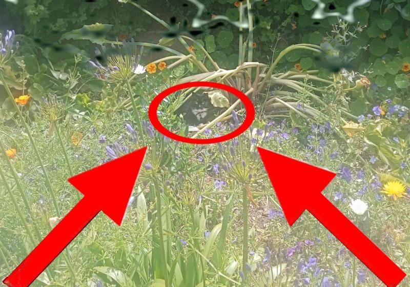 A poster with image of a cat being circled at the top and gig details in text at the bottom