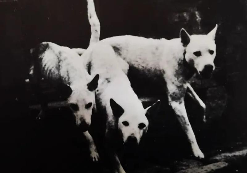 3 white dogs against a black background