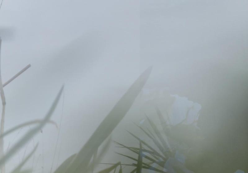 some blades of grass and fern are hiding, yet vibrant, in a wet and all encompassing mist.