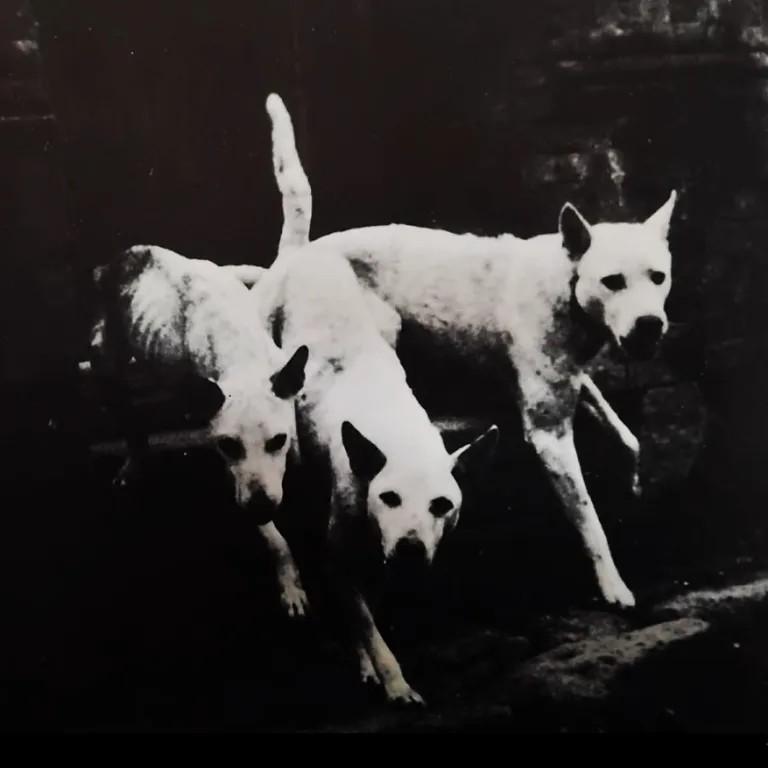 3 white dogs against a black background