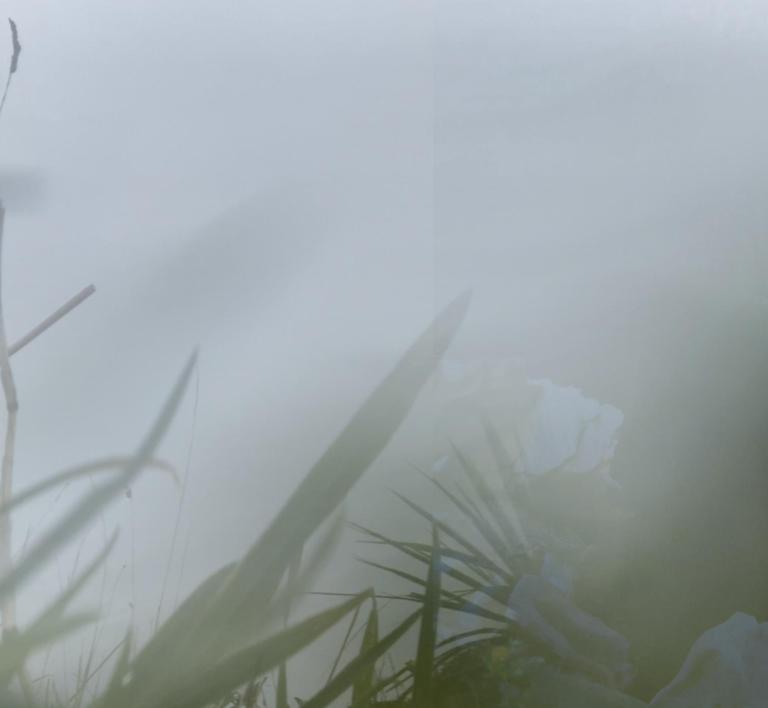 some blades of grass and fern are hiding, yet vibrant, in a wet and all encompassing mist.