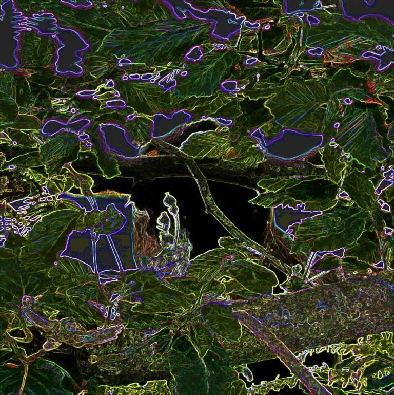 heavily filtered picture of branches